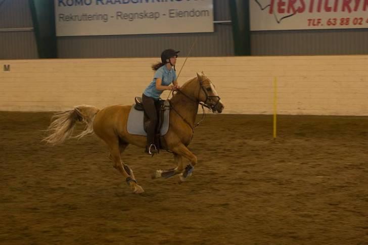 Welsh Cob (sec D) Reballe Tazet Toyboy billede 14