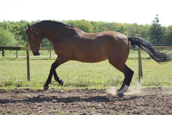Dansk Varmblod Slandine-W RDH - Vilddyret på Fold - Maj 2009 billede 8