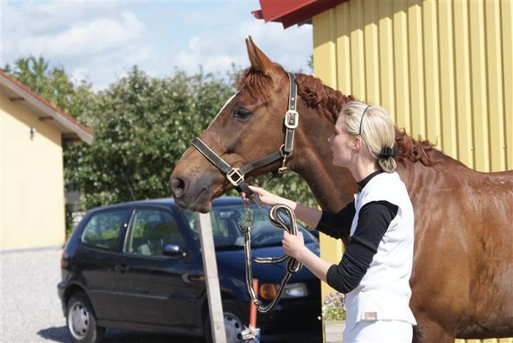 Dansk Varmblod SkovlundegårdsSalinaR.I.P - Maiken Og Salle - efter stævne - Foto: Ann Hansen billede 19