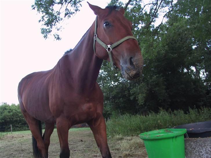 Dansk Varmblod Samvrai Lotus - solgt - Taget d. 10. juli (min 18-års fødselsdag) - hans mule var rigtig lækker.  billede 10