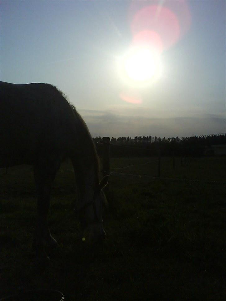 Anden særlig race Gandi - Solgt - RIP! - Aften billede . billede 17