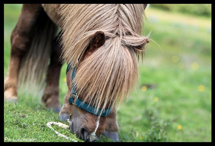 Shetlænder Lukas  - Lukas :) 27/5-10 Foto: Mig billede 2