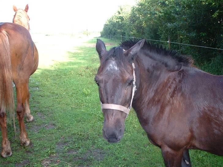 Anden særlig race Nikita solgt - min ven blackie billede 7