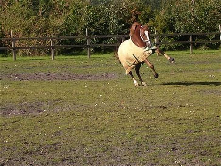 Irsk Sportspony Irish Duke :'(SOLGT :'( - ved ikke lige hvad han prøver på heh billede 1