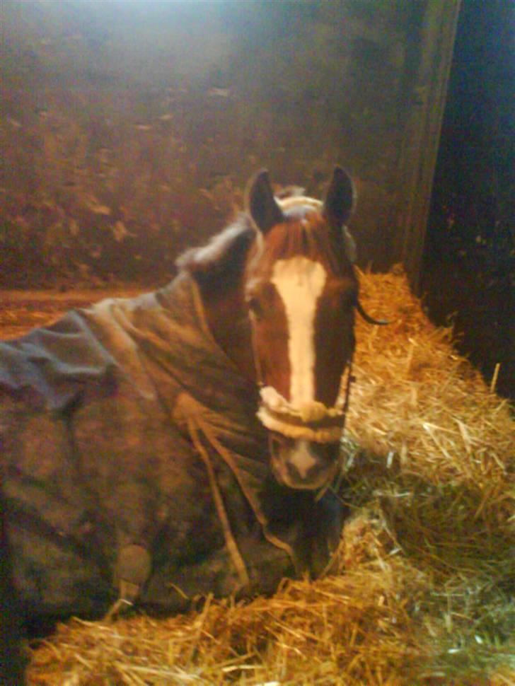 Irsk Sportspony Irish Duke :'(SOLGT :'( - min lille bette pony er træt:P billede 2