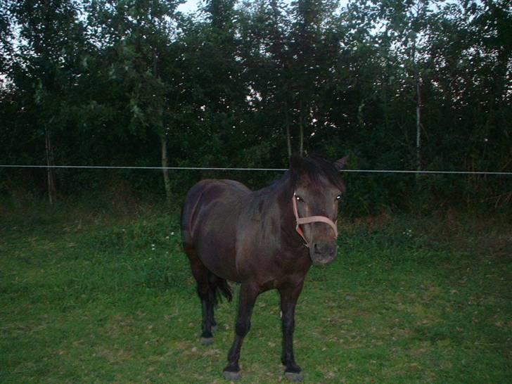 Anden særlig race Nikita solgt - blackie du er nu sød.. billede 8
