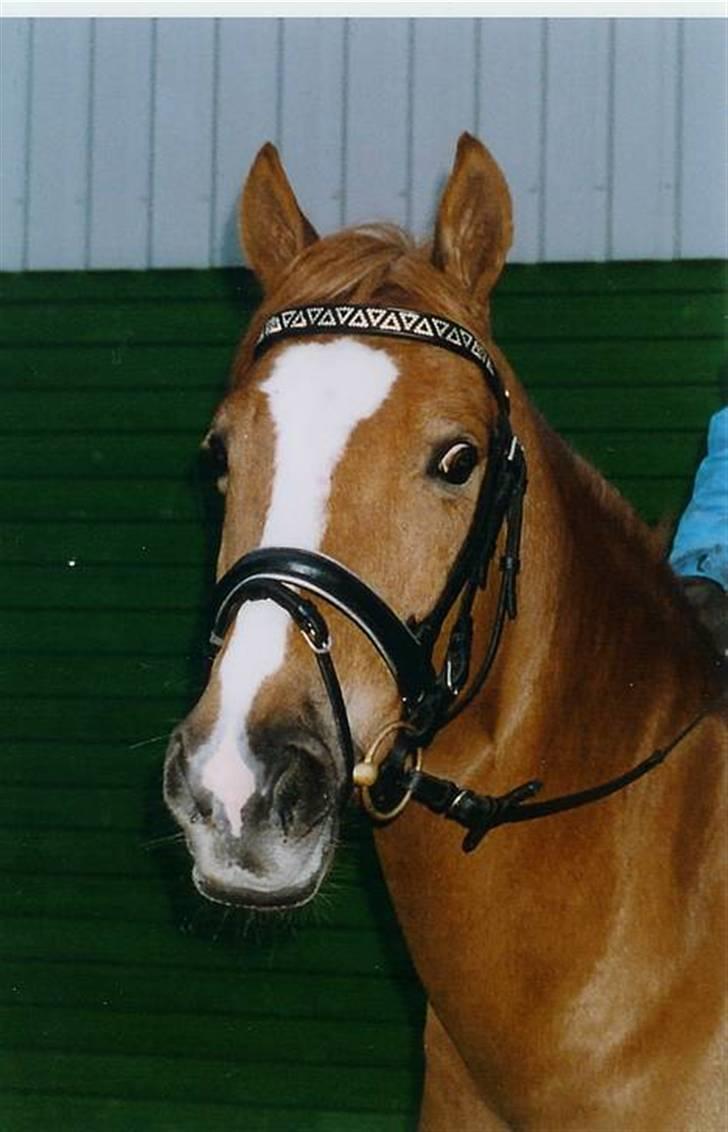 Irsk Sportspony Irish Duke :'(SOLGT :'( - hans kønne hoved billede 3