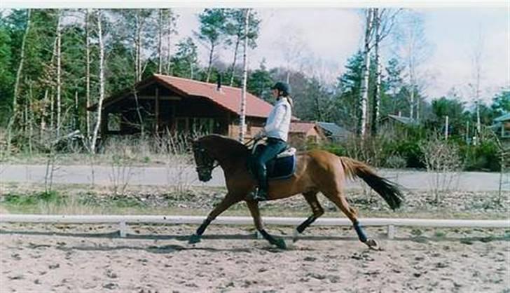 Irsk Sportspony Irish Duke :'(SOLGT :'( - hans gamle ejer rider på ham hvor er han dog smuk billede 4
