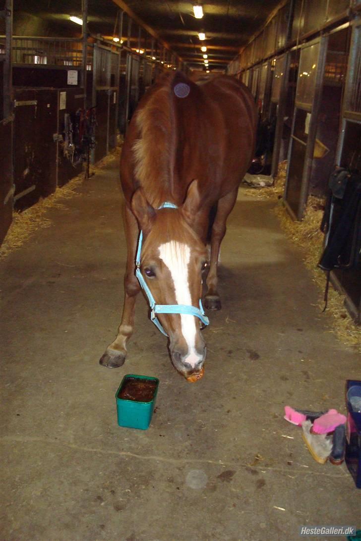 Irsk Sportspony Irish Duke :'(SOLGT :'( - se mig er jeg ikke lækker er der nogen der vil tunge kysse:P  billede 5