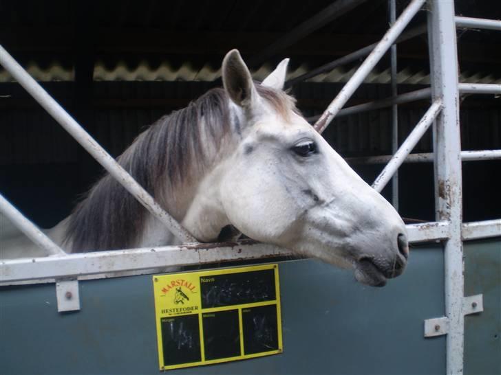 Anden særlig race Cirkeline <3 billede 8