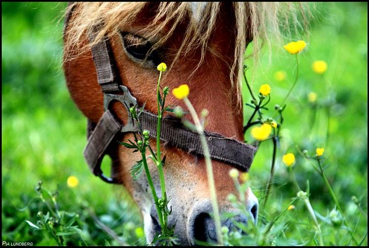 Shetlænder Mulle - Velkommen til Mulle´s profil  :) Taget den 27/5-10 - Foto: Mig billede 1