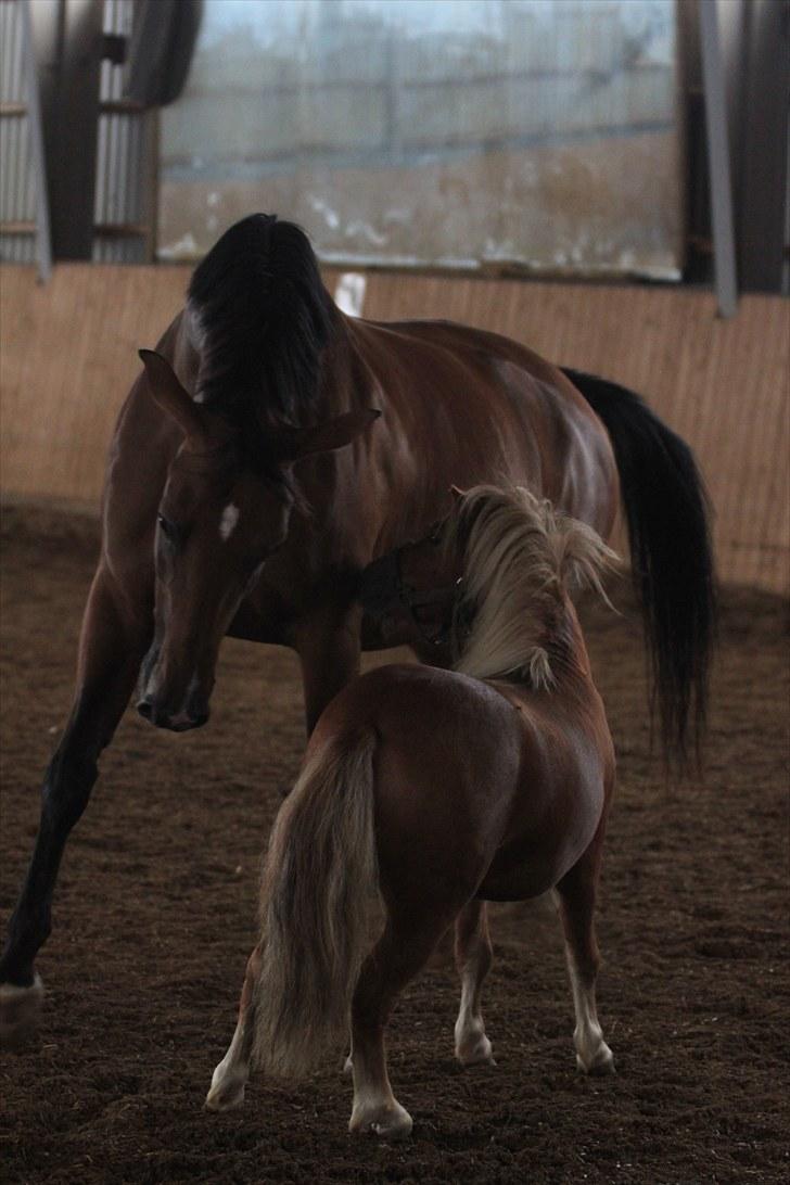 Shetlænder Mulle - Mulle hilser pænt på Stooore Tilde 16/8-10 - Foto: Mig billede 2