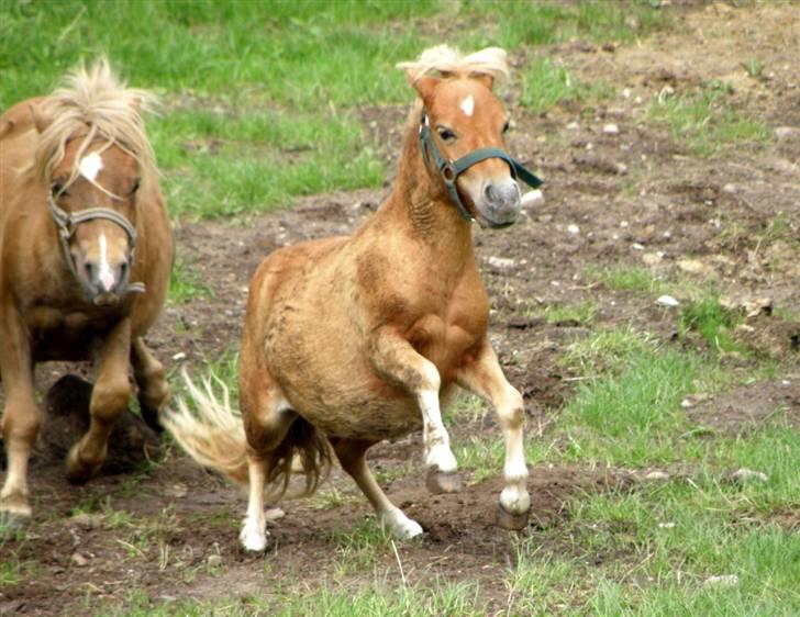 Shetlænder Mulle - Ridderponyen Mulle :P Han skulle skynde sig op efter en rulletur, da han så Zürich og Sonnich løb rundt og legede på folden. ... 21/8-08 - Foto: Pia billede 4