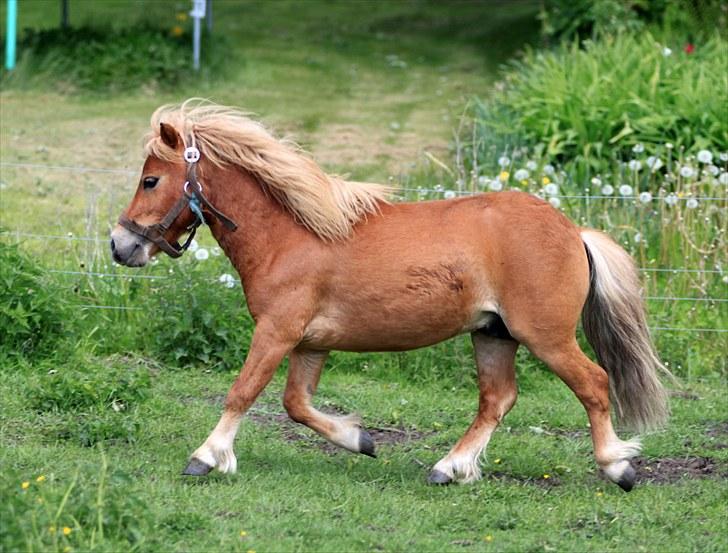 Shetlænder Mulle - Mulle traver på folden taget d. 27/5-10 Foto: Mig billede 5