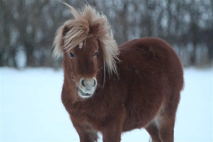 Shetlænder Mulle - Mulle på folden i sneen. Lille sne mule :D - 12/1-10 Foto: Mig  billede 6