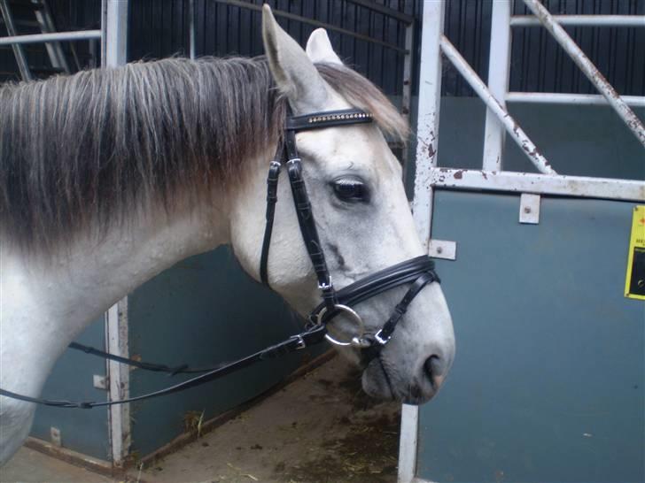 Anden særlig race Cirkeline <3 billede 9