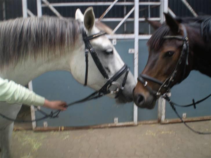 Anden særlig race Cirkeline <3 billede 10