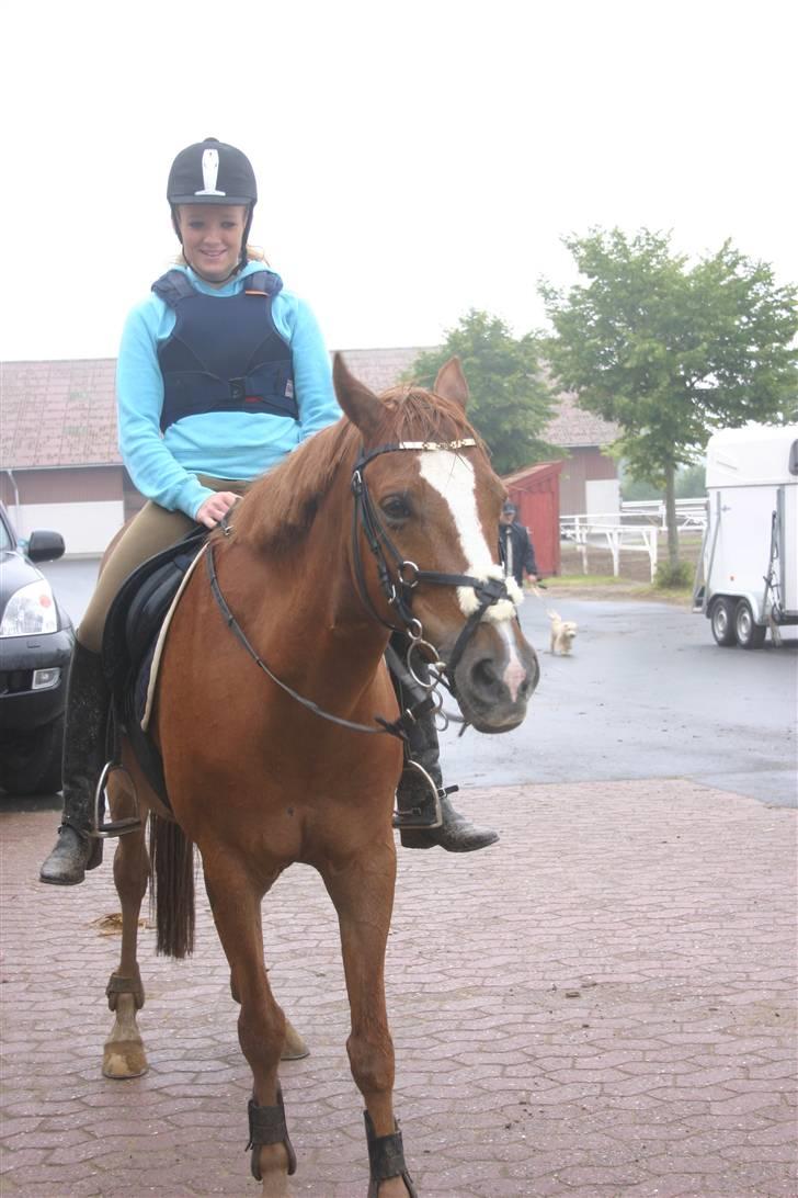 Irsk Sportspony Irish Duke :'(SOLGT :'( - jeg gemmer mig og Irish Duke har fået øje på noget billede 7