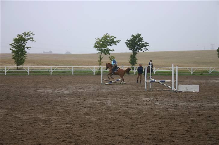 Irsk Sportspony Irish Duke :'(SOLGT :'( - Irish Duke elsker sliksten  billede 8