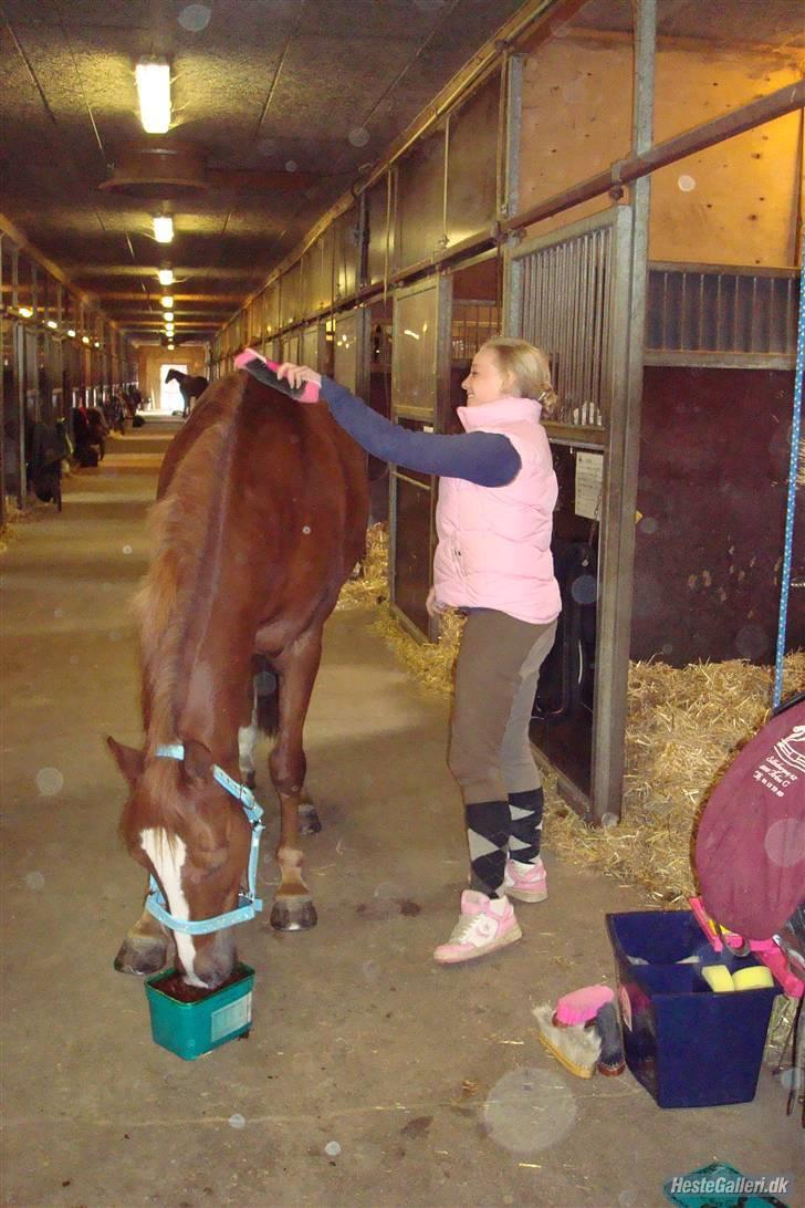 Irsk Sportspony Irish Duke :'(SOLGT :'( - Irish Duke nyder at blive nusset om:P  billede 9