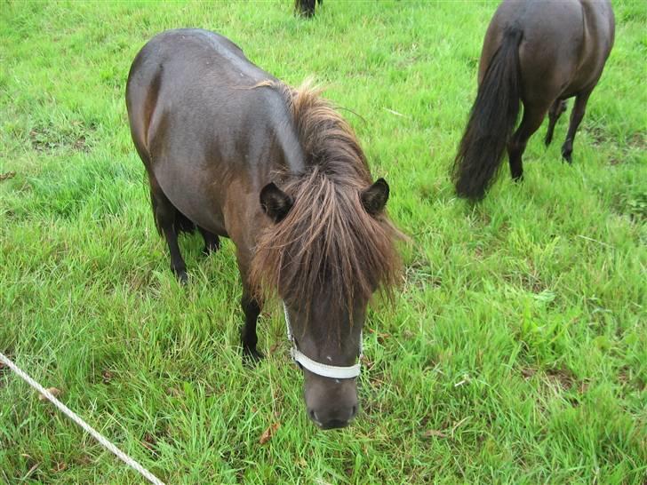 Anden særlig race Misaki ¤SOLGT¤ - Her er den lille tøz..<3 billede 1