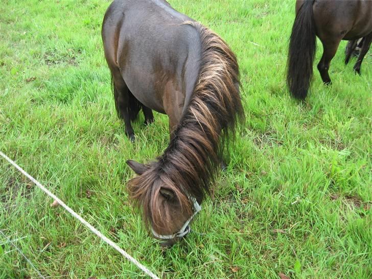 Anden særlig race Misaki ¤SOLGT¤ - Hun er da dejlig.. billede 2