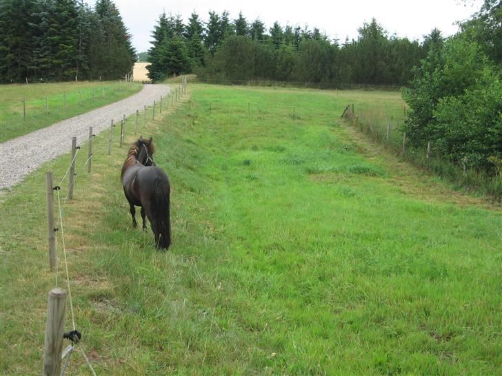 Anden særlig race Misaki ¤SOLGT¤ - Hun hørte naboens påfugle, det var vældig spændende..XD billede 3