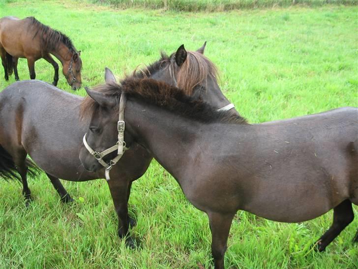 Anden særlig race Misaki ¤SOLGT¤ - Her er hun sammen med hendes nok bedste ven.. Jeg købte dem samlet.. billede 4