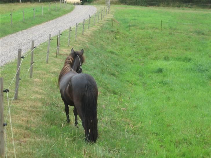 Anden særlig race Misaki ¤SOLGT¤ - Påfuglene igen.XP billede 5