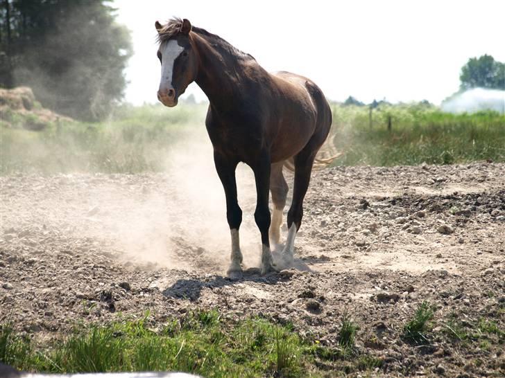 Welsh Pony (sec B) Bjerregårds Boomerang - {1}Velkommen til Boomers profil (: billede 2