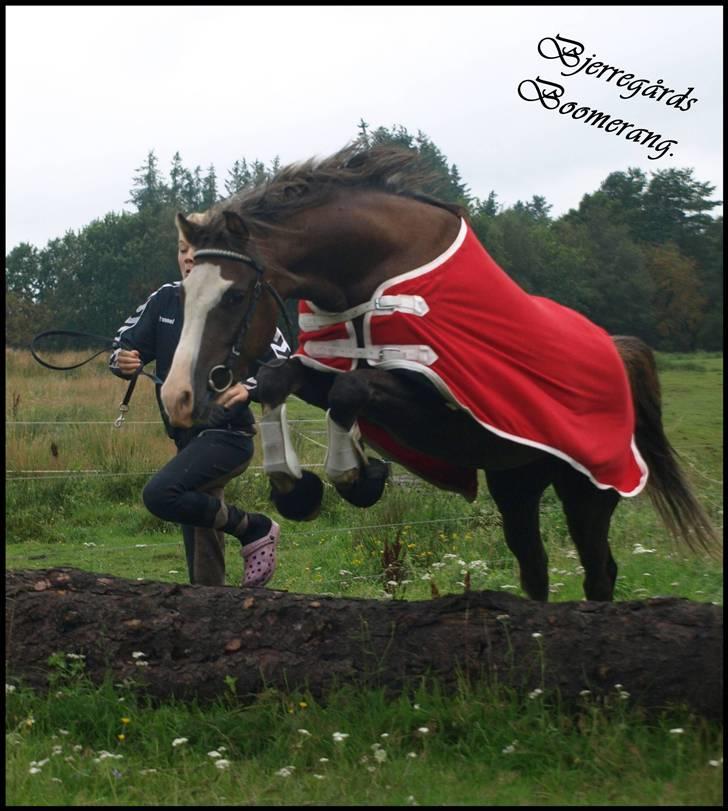 Welsh Pony (sec B) Bjerregårds Boomerang - {3} - spriing. billede 4