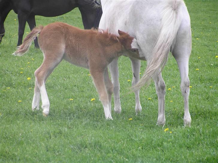 Welsh Pony (sec B) Bjerregårds Boomerang - {5} Boomerang 12 timer gammel :D ..  - sødesté .. billede 6