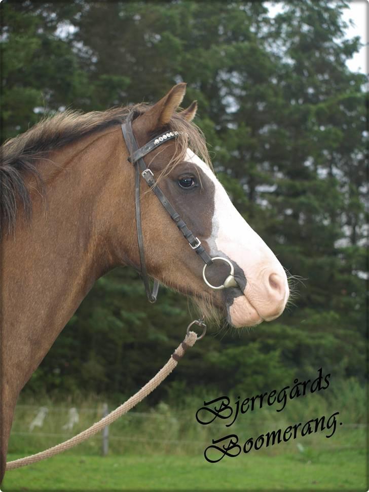 Welsh Pony (sec B) Bjerregårds Boomerang - {6}  billede 7