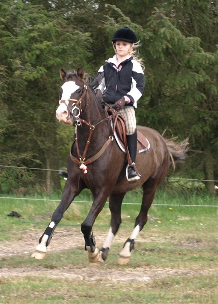 Welsh Pony (sec B) Bjerregårds Boomerang - {7} -  træning, 14-05-01d; <3 billede 8