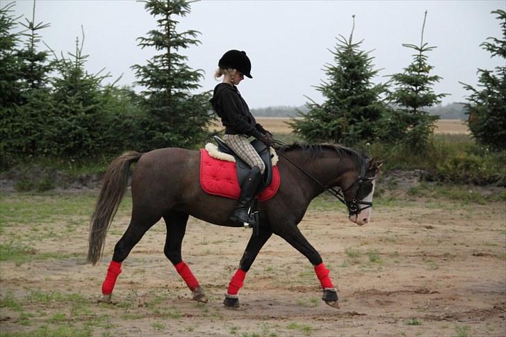 Welsh Pony (sec B) Bjerregårds Boomerang - {8} - dressur d. 30.07.2010 (;. billede 9