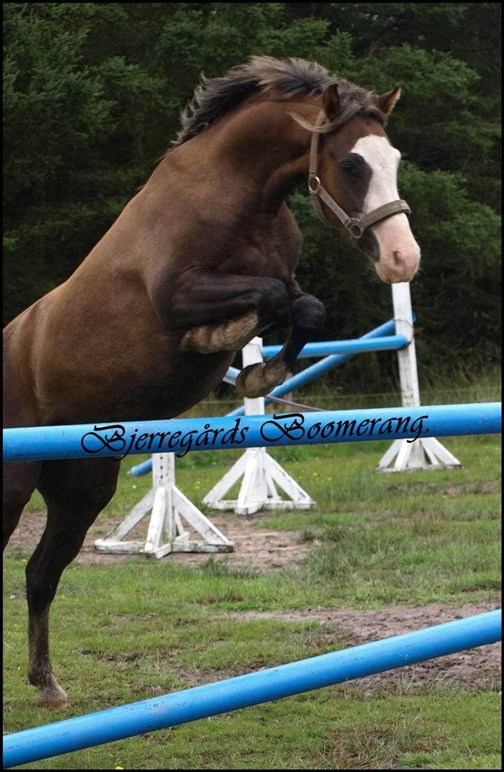 Welsh Pony (sec B) Bjerregårds Boomerang - {9} 1m . -løsspringning. billede 10