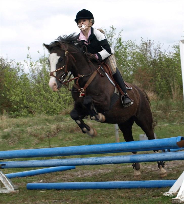 Welsh Pony (sec B) Bjerregårds Boomerang - {10} lidt spring :D billede 11