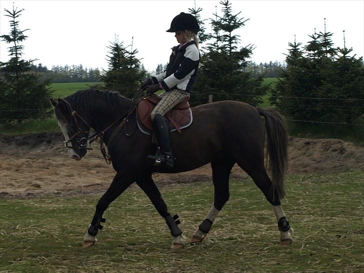 Welsh Pony (sec B) Bjerregårds Boomerang - {11} træning, jeg elsker dig min dreng! ! *; billede 12