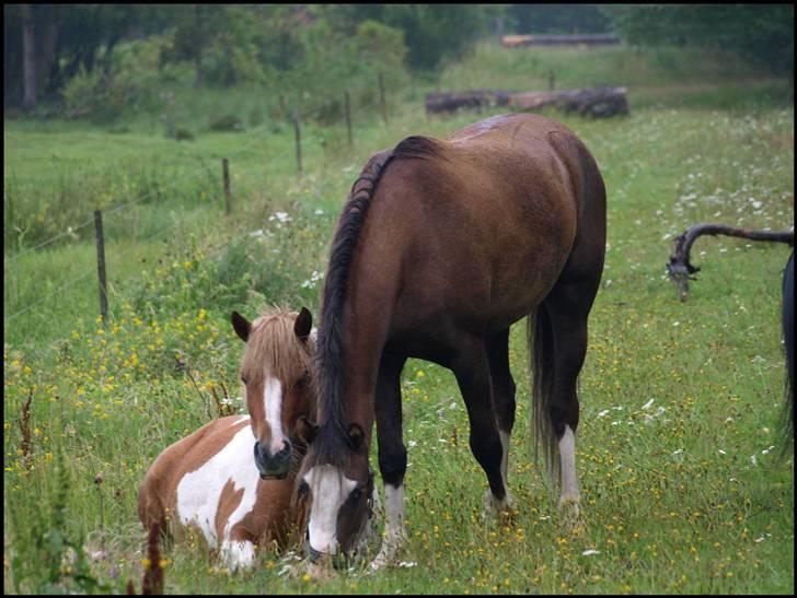 Welsh Pony (sec B) Bjerregårds Boomerang - {12} - Boomerang og Cookie ? i; billede 1