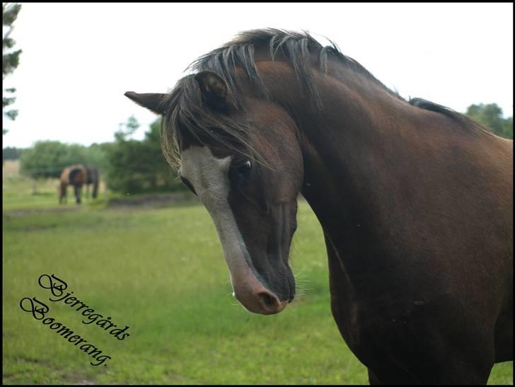 Welsh Pony (sec B) Bjerregårds Boomerang billede 13