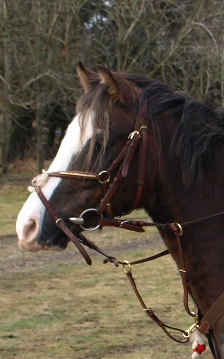 Welsh Pony (sec B) Bjerregårds Boomerang - {15} kønneste! billede 15