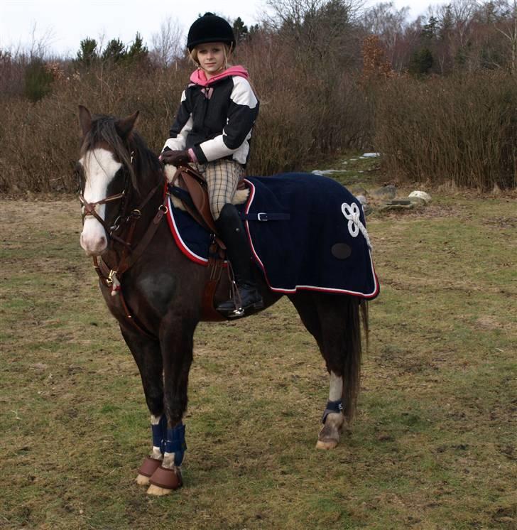 Welsh Pony (sec B) Bjerregårds Boomerang - {18} bjerregårds boomerang. billede 18