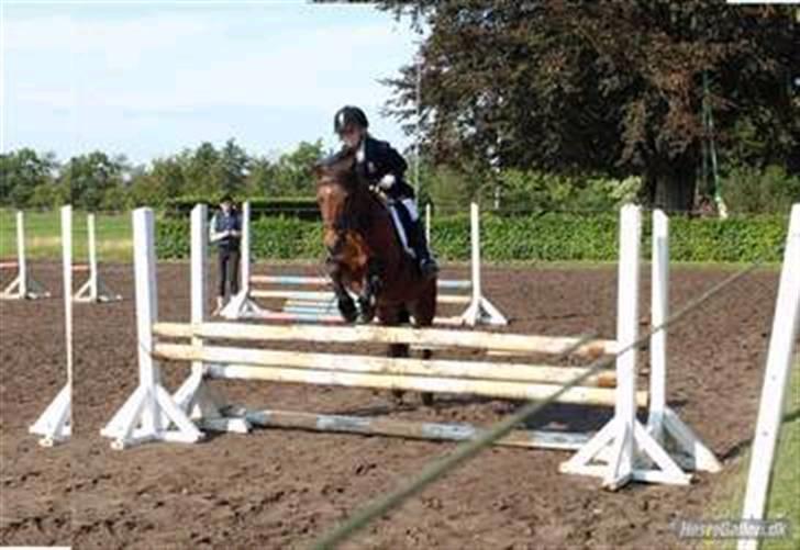 Anden særlig race |Buller| - velkommen til Bullers profil :)  billede 1