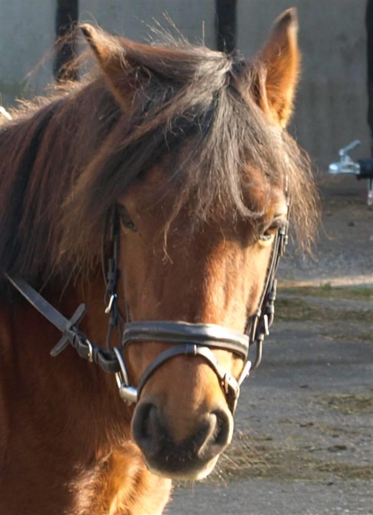 Anden særlig race |Buller| - stævne . billede 4