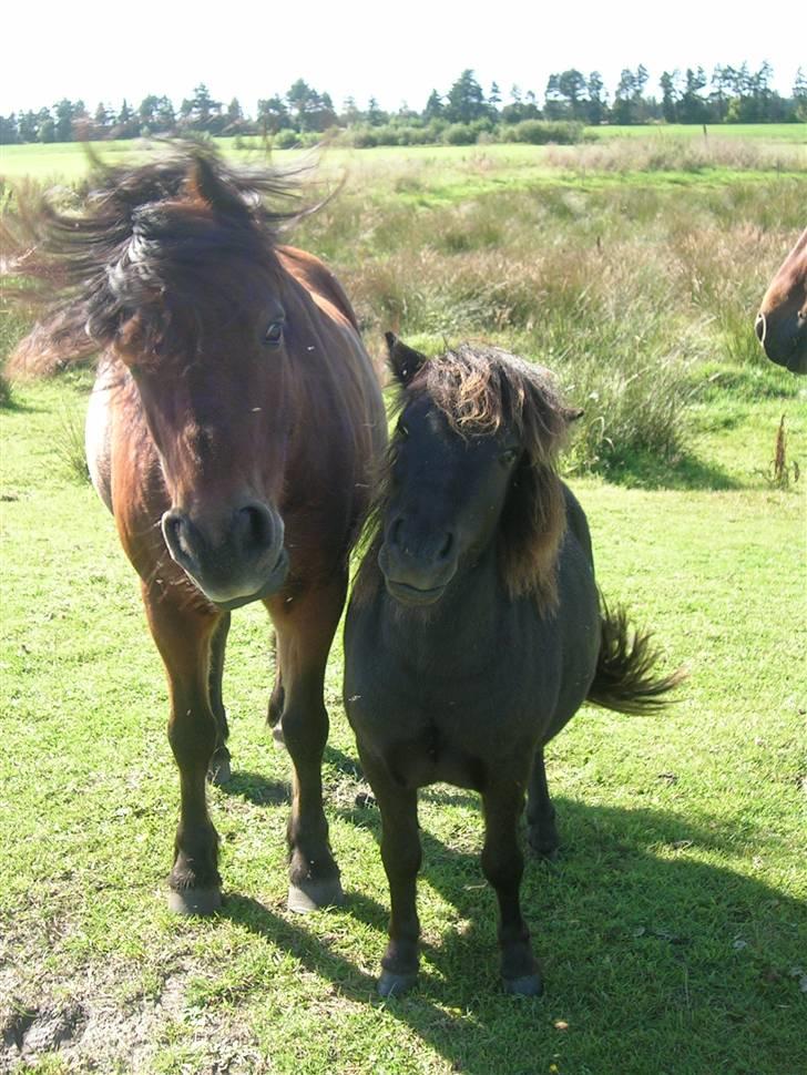 Anden særlig race |Buller| - Knold og buller ..  billede 5