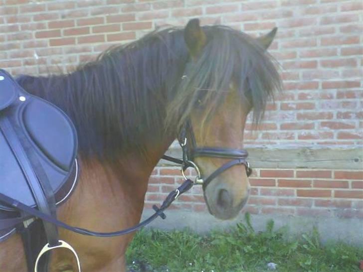 Anden særlig race |Buller| - hallojsa Buller.  billede 8