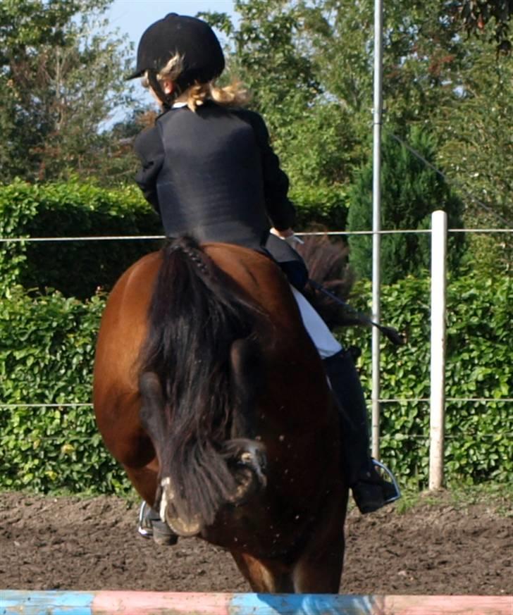 Anden særlig race |Buller| - stævne.. billede 10