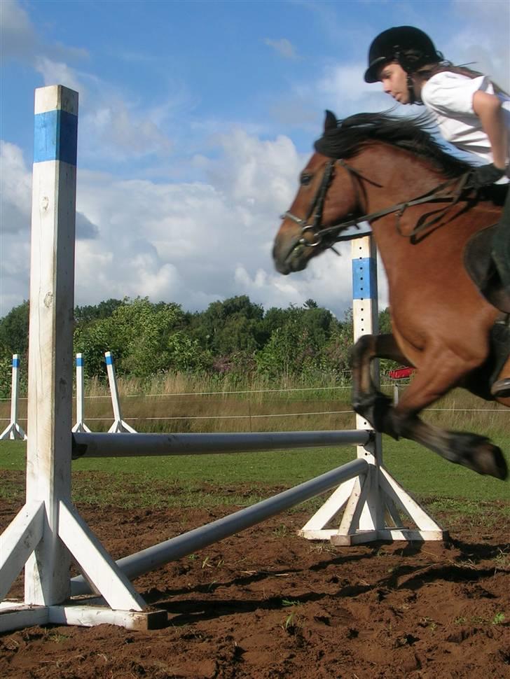 Anden særlig race |Buller| - min storesøster && Buller billede 12