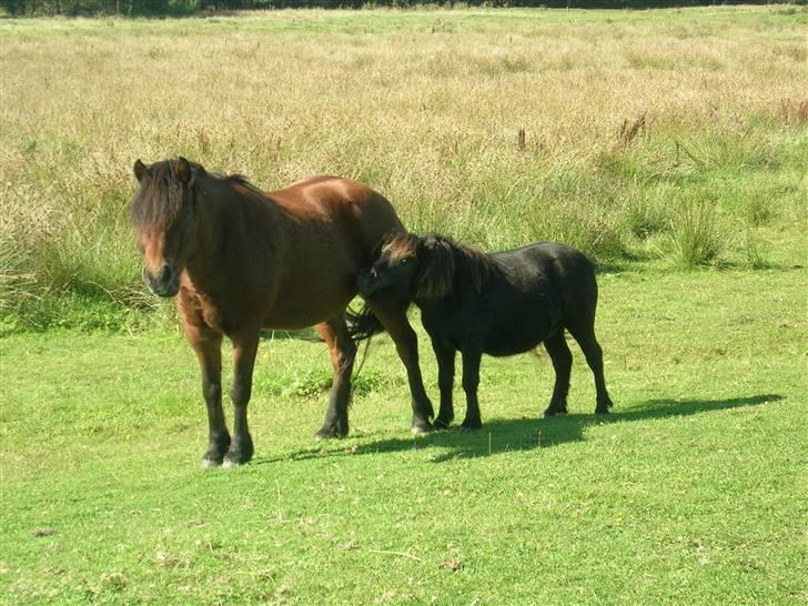 Anden særlig race |Buller| - Knold && Buller. billede 13
