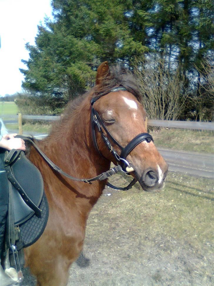 New Forest Matilte<3*solgt :'( * - Velkommen til matiltes profil (: billede 1